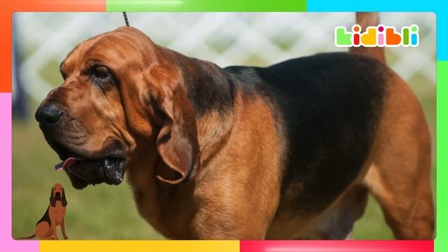 Kidibli (Детский канал)  Меня спасли собаки-пожарные! ｜ Развивающие видео для детей ｜ Kidibli