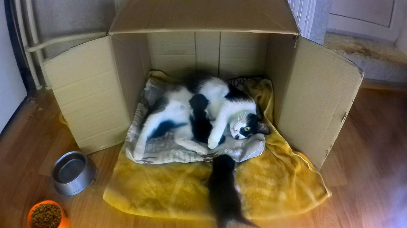 Молодая кото-семья.