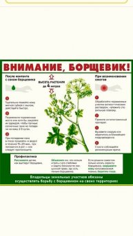 опасность Борщевика!