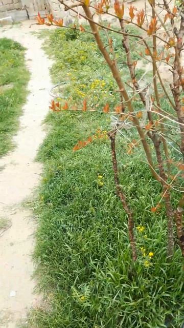 #pomegranate#tree#гранаты Aqaclara qulluq