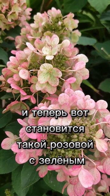 Гортензия метельчатая Панфлора