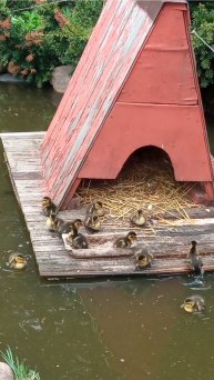 Прибавление в семействе уток: у пары диких уток двенадцать утят