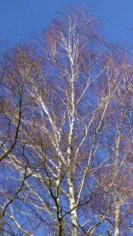 Солнце, берёзы.Sonne, Birken.Sun, birches. #птицы #birds #birdingparadise #пт?