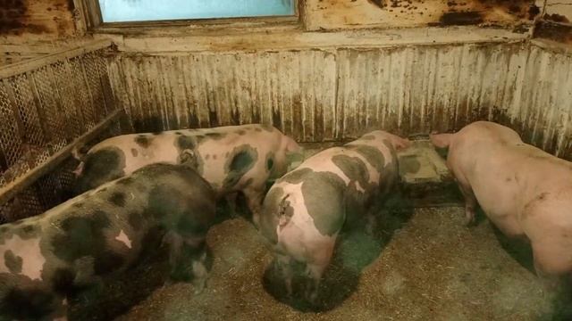 ‼️##Задаток за поросят брать или не брать❓Какие могу?