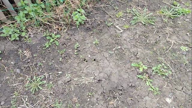 покупки в магнит - косметик, выцыганила рассаду,) посадила томаты в теплицу