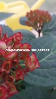 гортензия крупнолистная Мадемуазель зацветает