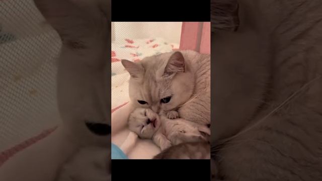 Материнская любовь