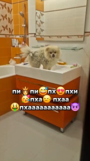 Не одна собака не пострадала в этом видео, она просто ч