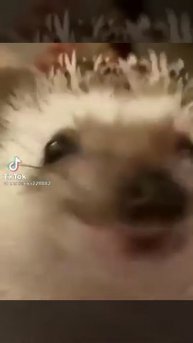 ёжик боярышник форте эвалар