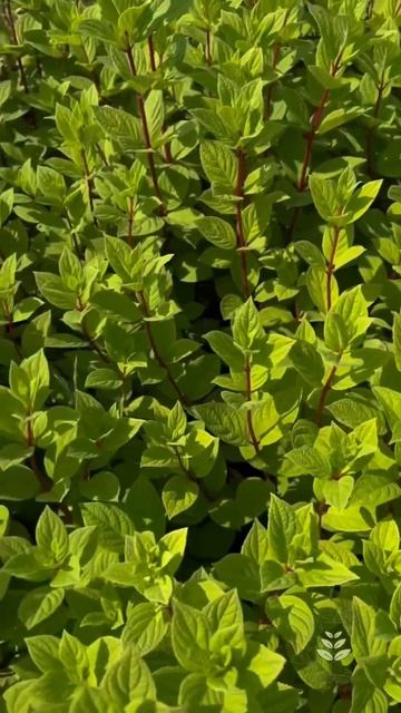 🍃Гортензия Самарская Лидия в Андрюшкино🍃 Узнать це?