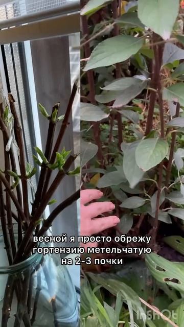 Как я сохраняю черенки гортензии 😍👍