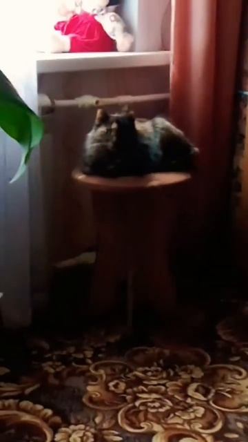 там у моей бабушки есть кошка Мая ей 12