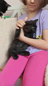 Котик манчкин