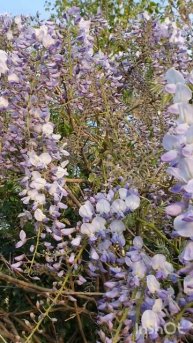Ireland, Wisteria #гліцинія #nature #beautiful #spring #flowers #ireland #wisteria #nice #r