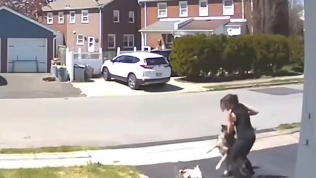 Бандиты с большой дороги🤎😰😁 ( видео про собак )