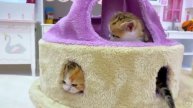 Лайк Настя и котята учили цвета