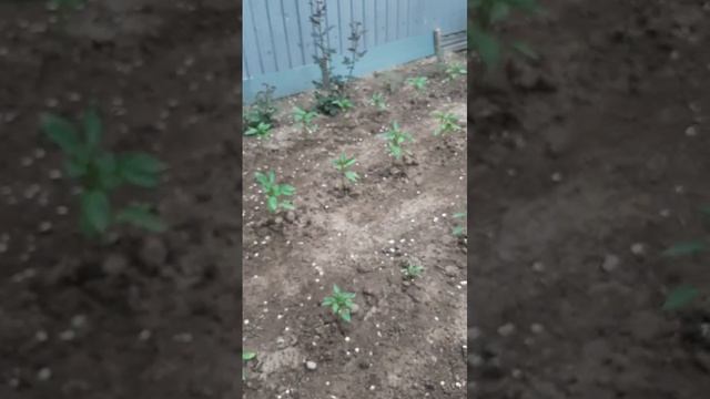 мне молодец я успеваю всё