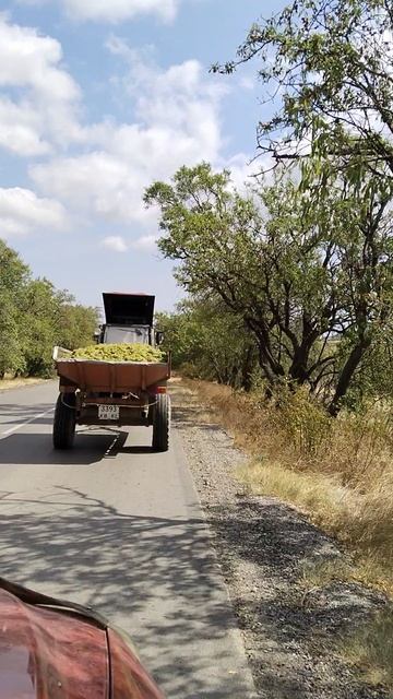 Крым//виноград//повезлинавинодельню//