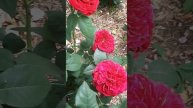Тесс (Tess)#розы #garden #цветы #сад #дача #ольгарозы#питомник