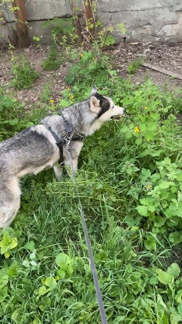 Хаски ест траву Гера Husky is walking  #husky Cute And funny husky Videos cute mom