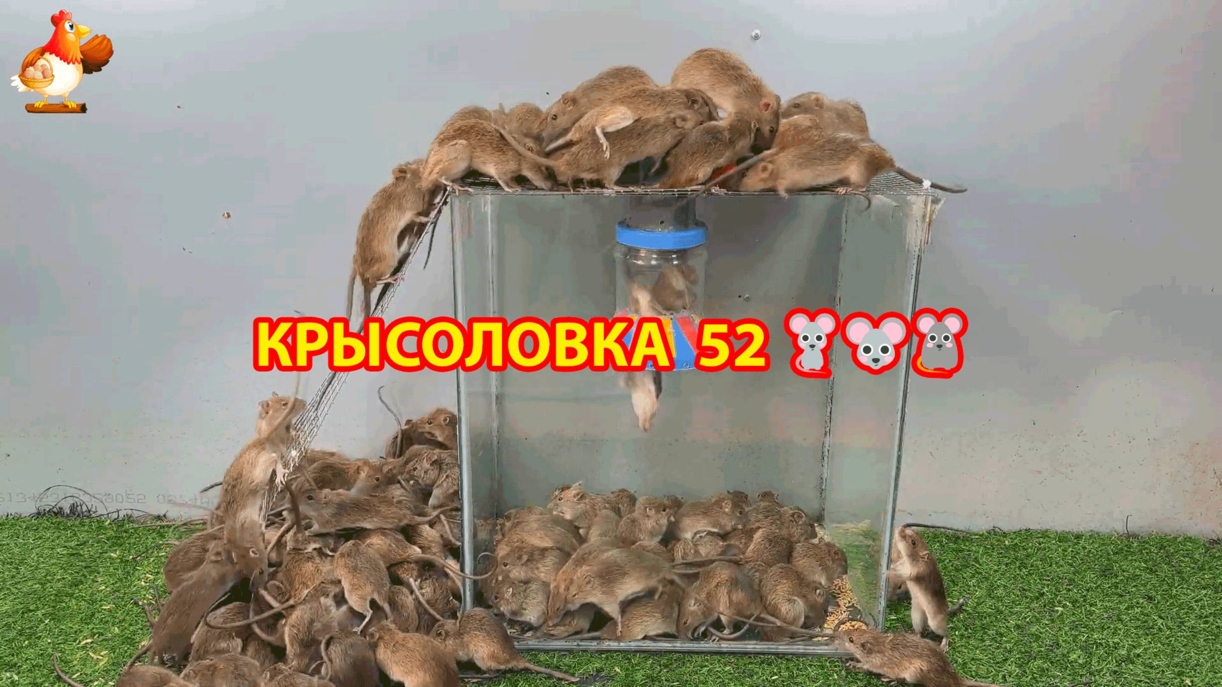 Крысоловка вариант (52) 🐀 Как сделать крысоловку своими руками и поймать кучу крыс 🐀🐁🐀