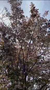 VID-20250416-WA0022