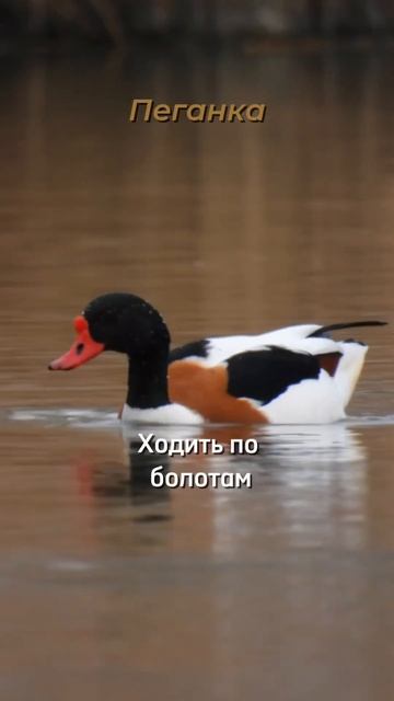 👀 Сколько видов птиц можно увидеть в Гамбурге за два ?