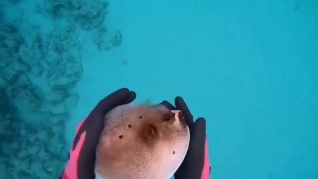 Фугу-антистресс