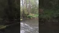 Тайга.Дальний Восток