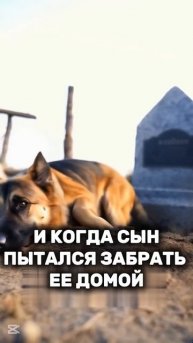 Собака - настоящий друг человека ❤️😢