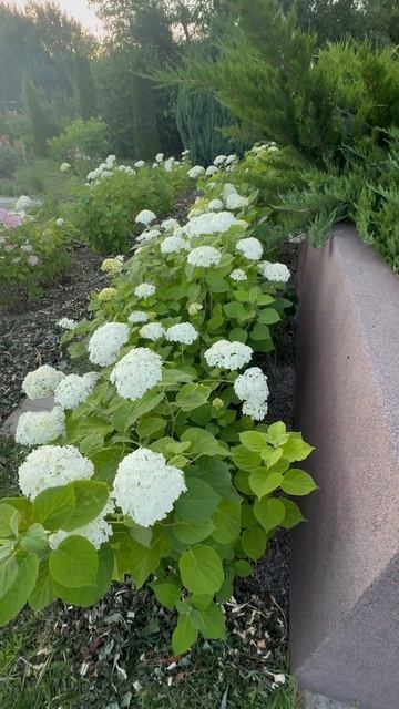 #annabelle #hydrangea #гортензия #garden #гортензія #flowers #park#jardin #アジ