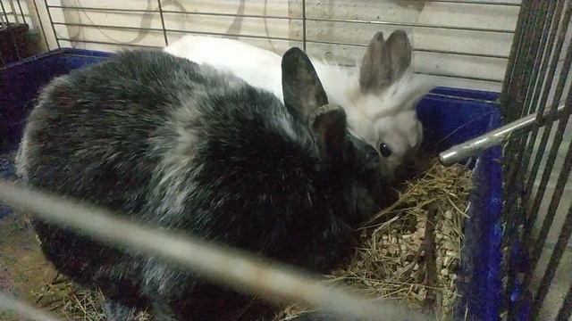 VID_20250509_062329.mp4