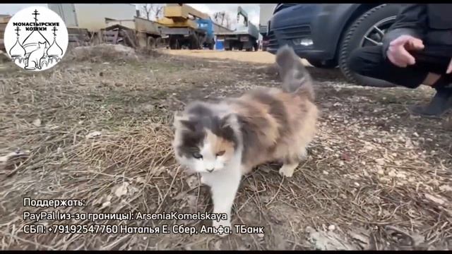 У него никого нет кроме неё… Кошка заболела и мужчина