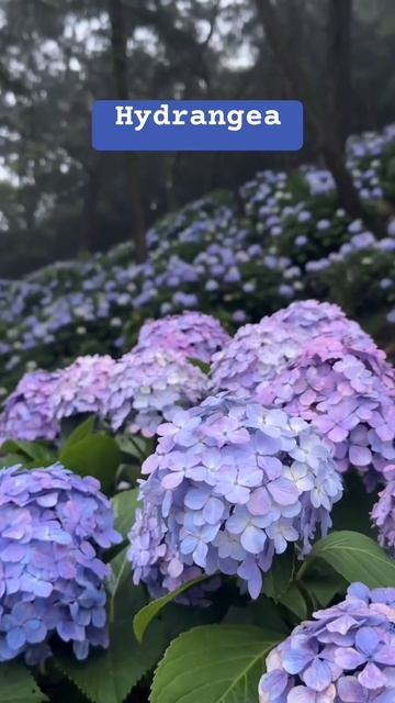 #korea #hydrangea #гортензия #garden #гортензія #flowers #park#jardin #アジサ?