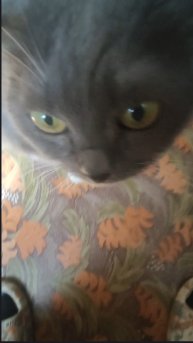 ВЫЖИВАНИЕ в деревне часть 8 *кошычка*