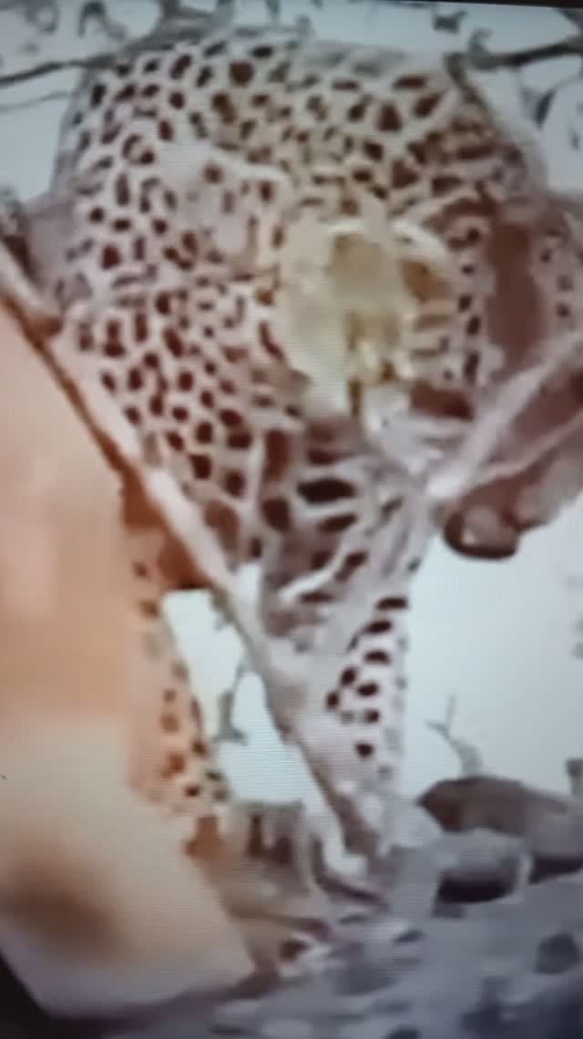 Встреча Леопарда с Львицами😮🤔