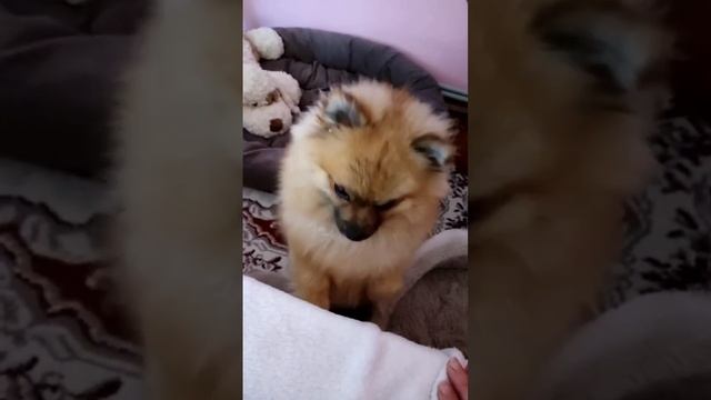 Мирася с добрым утром 🥰