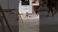 Наш TG https://t.me/liveofcats