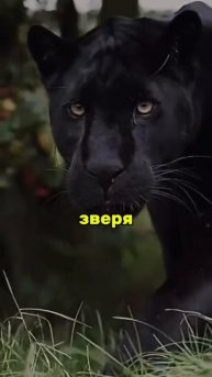 Не сдавайся!