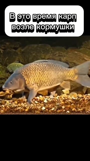Подпишись у нас много крутых видео про рыбалку 🎣 #рыбалка #карп #карась #щука #юмор #прикол #мем