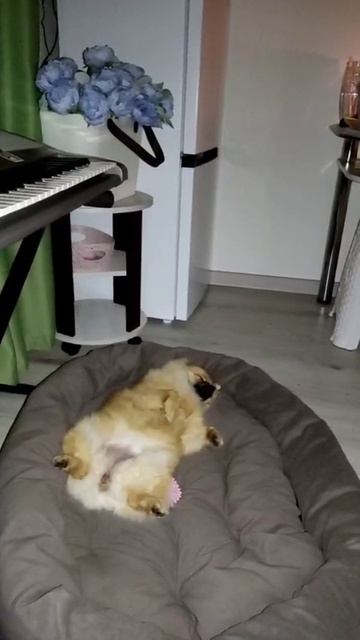 Мирочка спит 💖💖💖