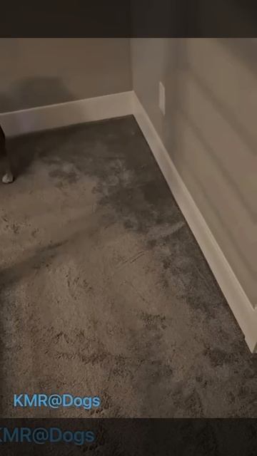 Спальня страха💀😰😂 ( видео про собак )