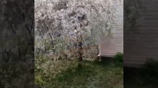 VID-20250508-WA0014.mp4
