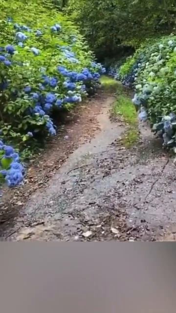 Заброшенные гортензии#abhazia #hydrangea #гортензия #гортензі?