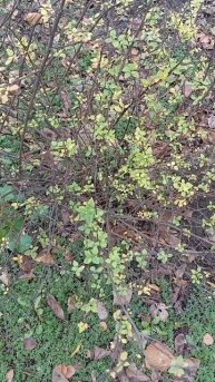 Как выглядят барбарисы зимой🌿❄