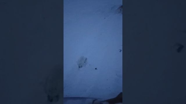 Голодный песец подошел к водителю и просит еду🦊