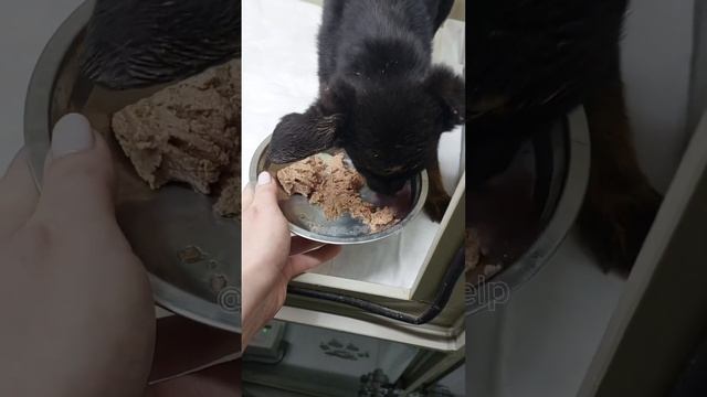 Малышка Жучка кушает сама, но мы не радуемся рано, так ?