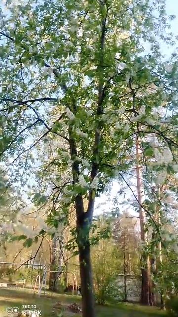 Черемуха