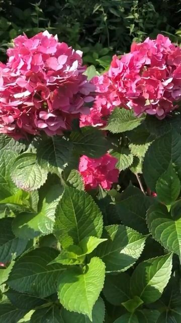 #hydrangea#гортензия#garden#г #shorts#アジサイ#hortensia#nature#design #flowers