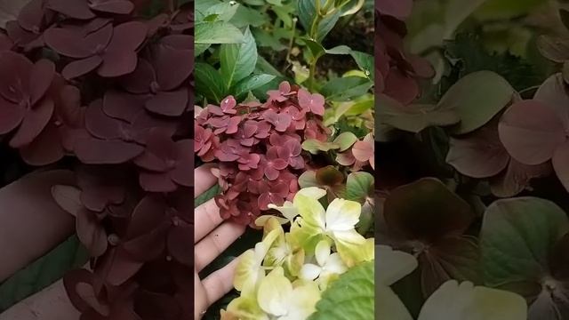 Гортензия! Цветок аристократ! Красавица!